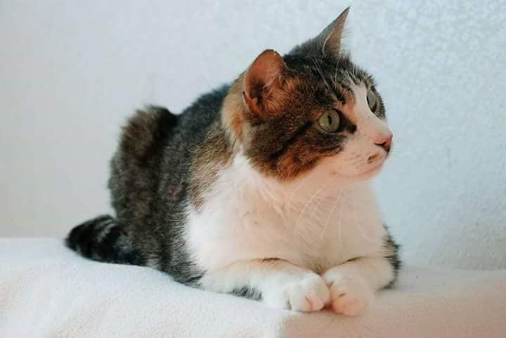 спасение кота кот на фото
