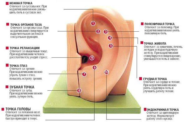 О чем могут рассказать уши