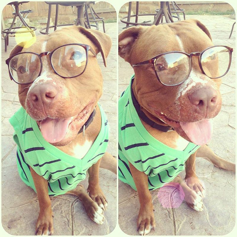 питбули, собаки, стиль