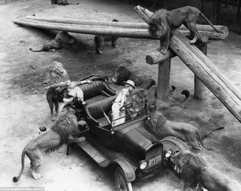 Знаменитая "голливудская львиная ферма": архивные фотографии 1925 - 1942 гг Знаменитая "голливудская львиная ферма": архивные фотографии 1925 - 1942 гг архивные снимки, архивные фото, дрессированные, дрессировщик, лев, львы, сша