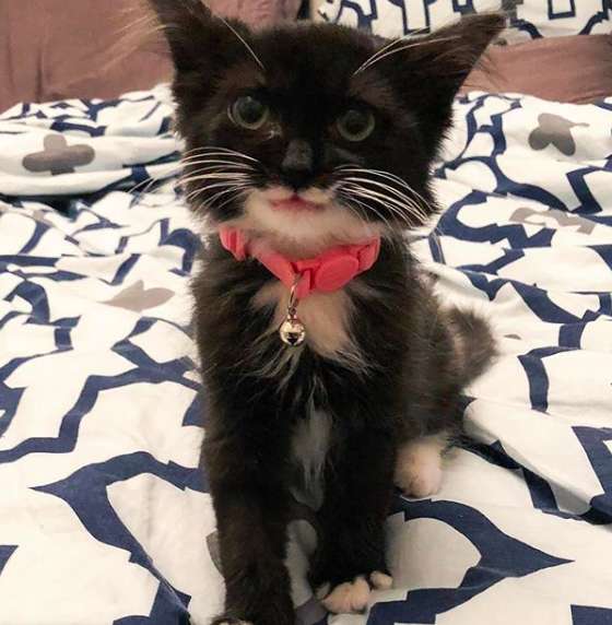 помощь котенку кошка улыбается