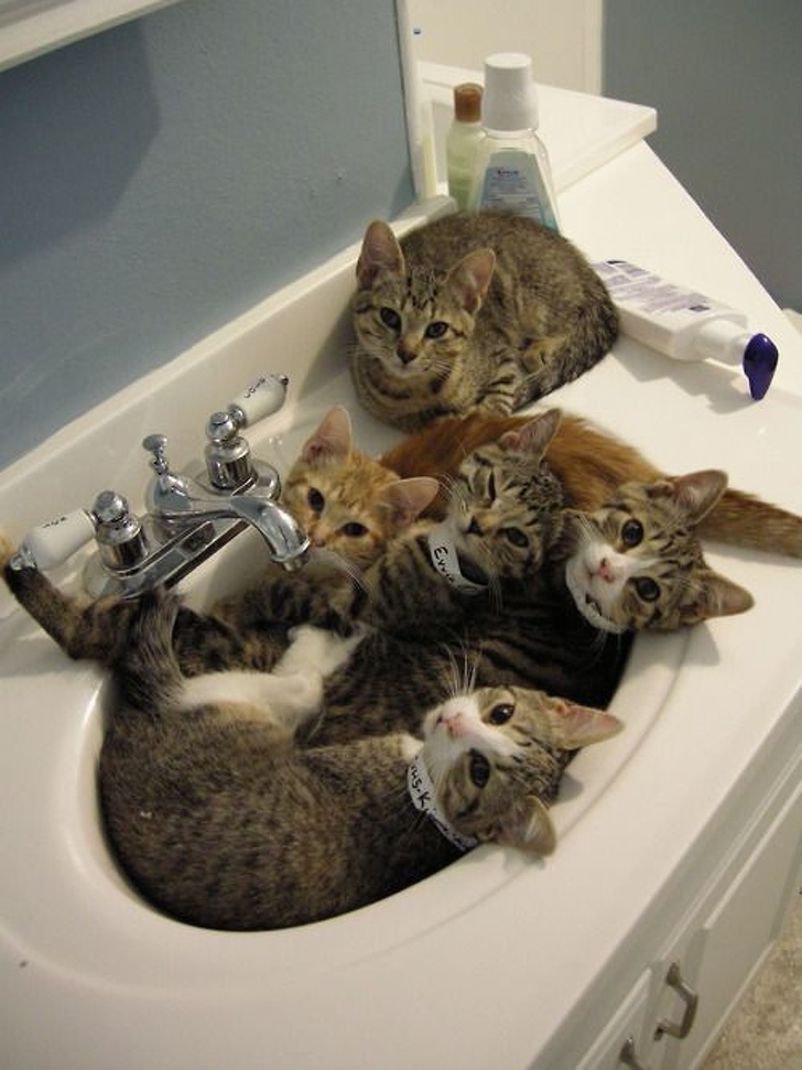 20+ котеек, которые пренебрегают всеми известными законами физики 20+ котеек, которые пренебрегают всеми известными законами физики