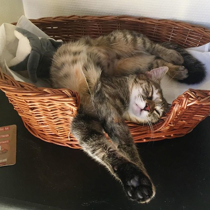 20+ котеек, которые пренебрегают всеми известными законами физики 20+ котеек, которые пренебрегают всеми известными законами физики