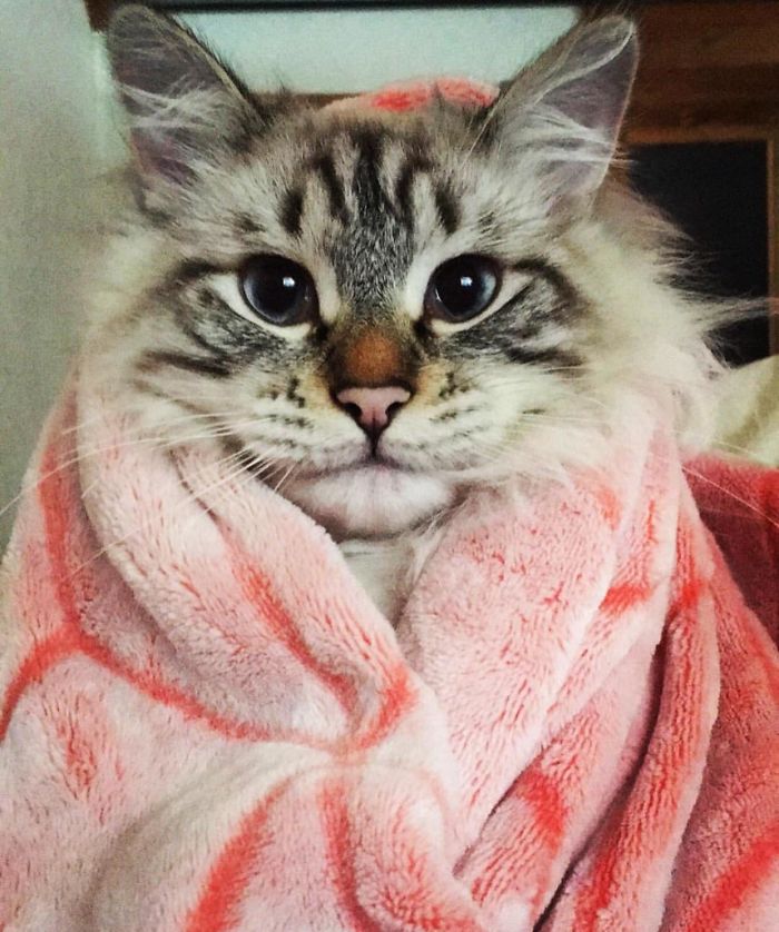 смешные фото котов кот в полотенце