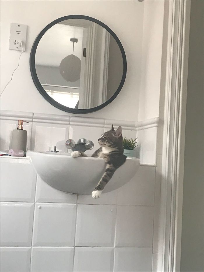 смешные коты кот в раковине