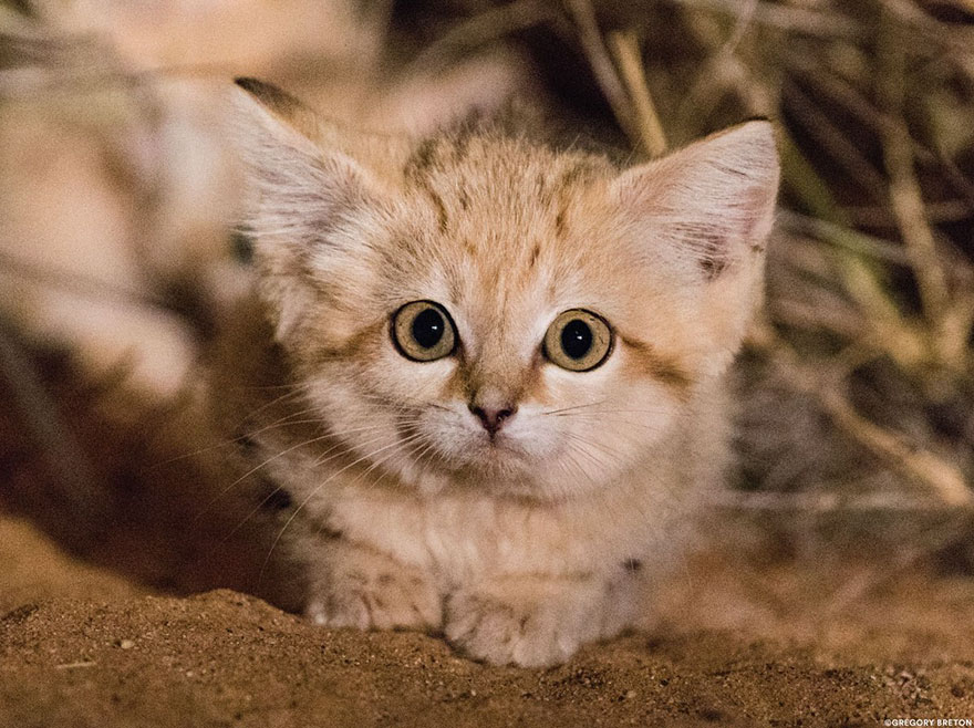 Котята дикой барханной кошки впервые были снять на видео и они слишком восхитительны! Котята дикой барханной кошки впервые были снять на видео и они слишком восхитительны!