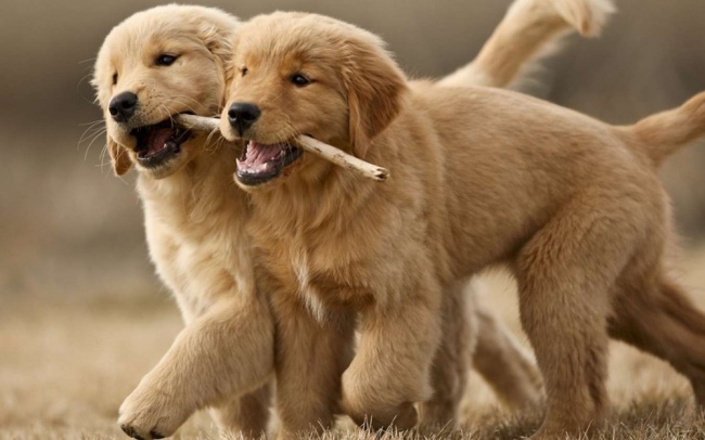 30 фактов о животных, которые поднимут вам настроение животные, факты