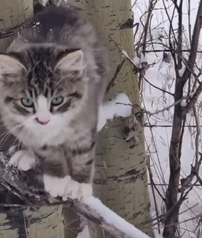Котенок зимой Котенок на улице