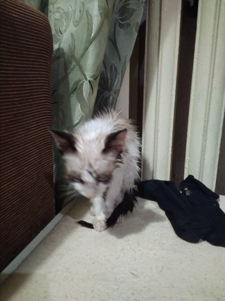 помощь кошке котёнок в доме