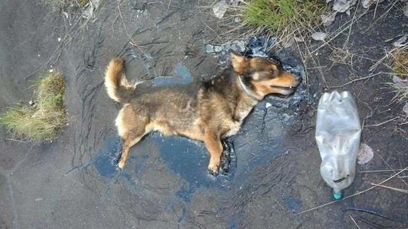 Чудесное спасение собаки из смоляной ловушки