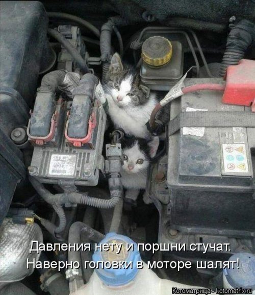Уморительные котоматрицы для отличного настроения Уморительные котоматрицы для отличного настроения