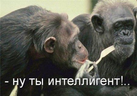 Смешные картинки о животных с подписями.