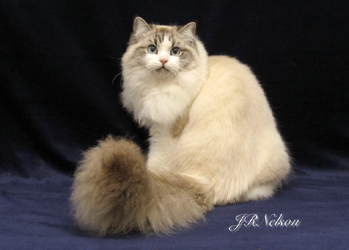 ACFA RagaMuffin Cat Breeder CFA RagaMuffin Kittens For Sale