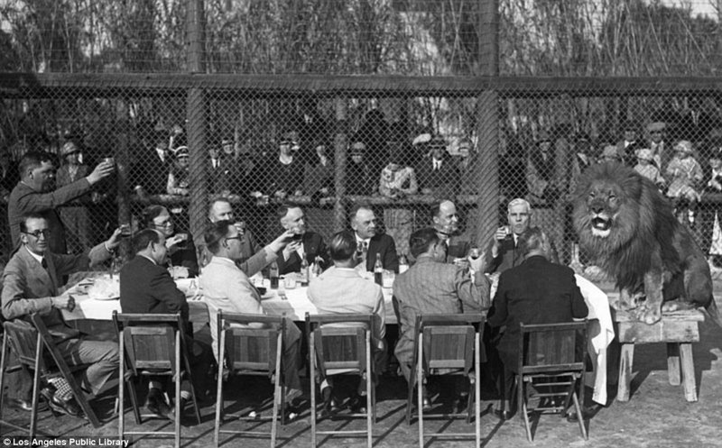 Знаменитая "голливудская львиная ферма": архивные фотографии 1925 - 1942 гг Знаменитая "голливудская львиная ферма": архивные фотографии 1925 - 1942 гг архивные снимки, архивные фото, дрессированные, дрессировщик, лев, львы, сша