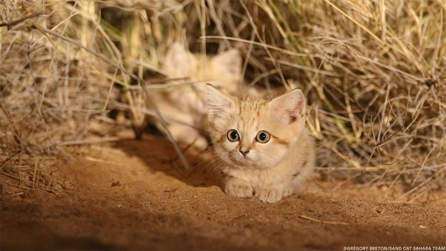 Котята дикой барханной кошки впервые были снять на видео и они слишком восхитительны! Котята дикой барханной кошки впервые были снять на видео и они слишком восхитительны!