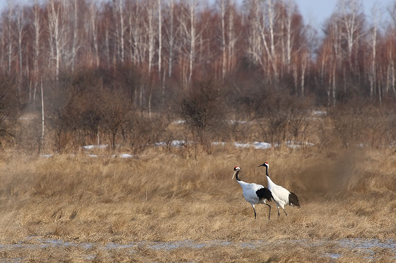 хинган 038 хинган 038
