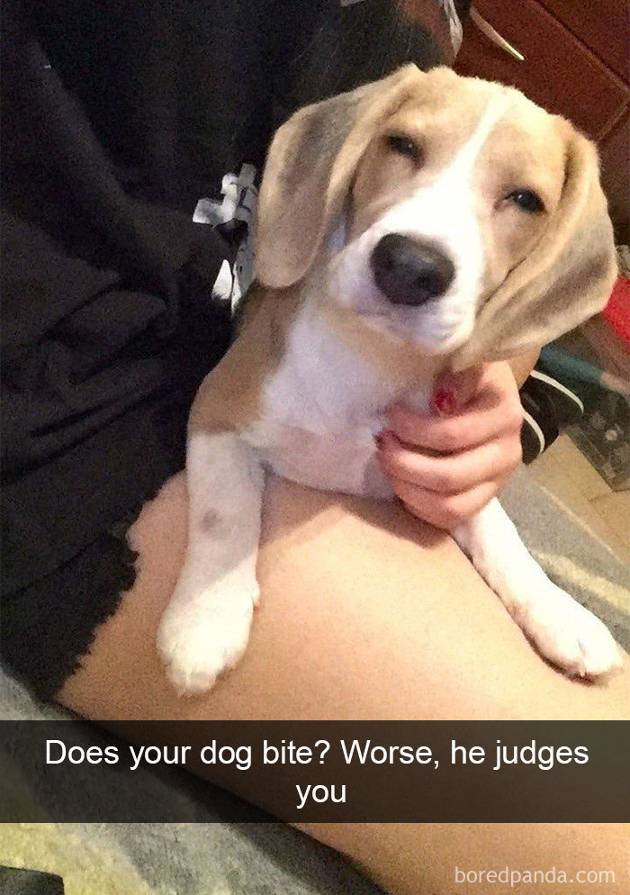 Dog-snapchats