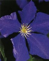 Clematis () Jackmanii