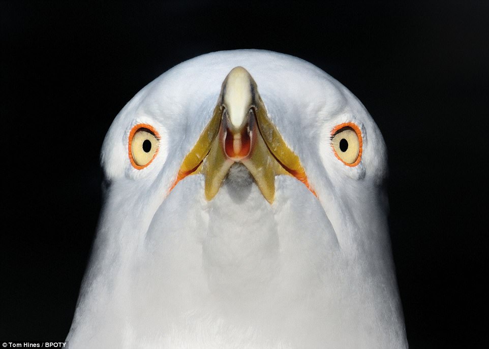 Terrifying new perspective: British photographer Tom Hines, from Harrow, Middlesex, took this extremely close-up shot of a lesser black-backed Gull in London's Hyde Park
