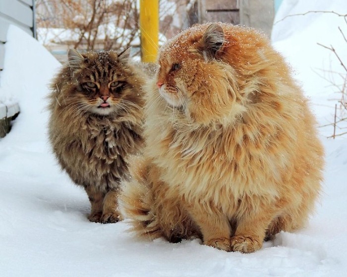 Сибирские коты Аллы Лебедевой. Сибирские коты Аллы Лебедевой.
