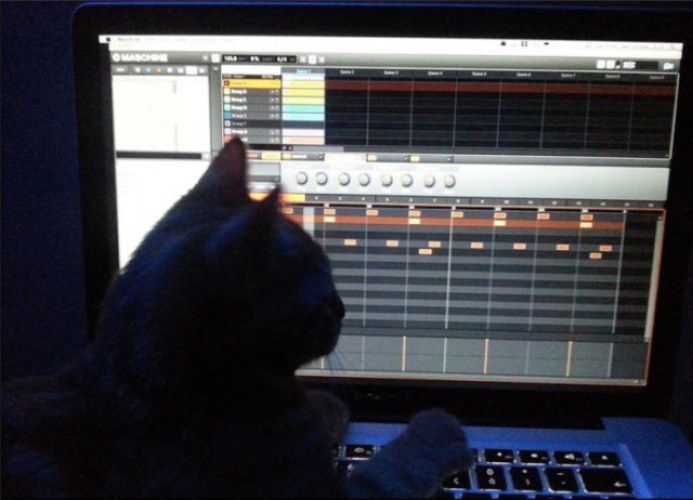 кошка, животные, спасение