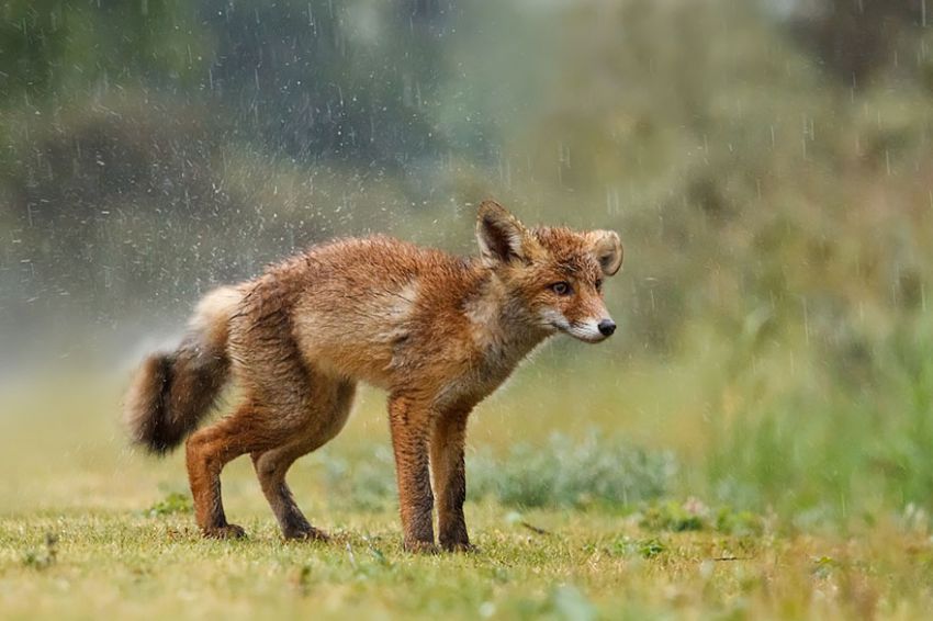 Лисы в дикой природе. Фотографии Roeselien Raimond фото, лисы, природа