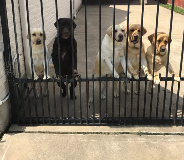 mailman-dog-lover-home-security-camera-video-texas-01