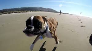 Картинки по запросу Двулапый щенок боксёра на пляже