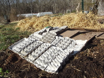 http://www.waldeneffect.org/20120217eggcartonkillmulch.jpg