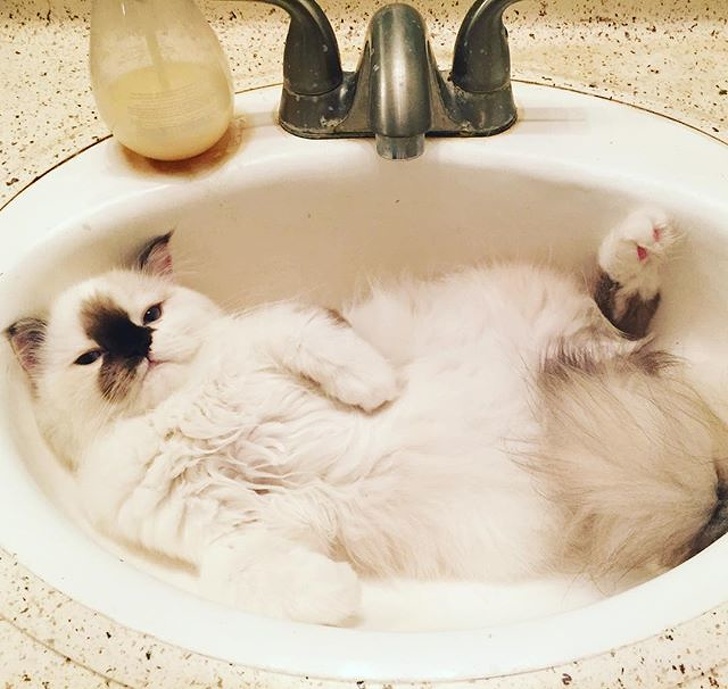 20+ котеек, которые пренебрегают всеми известными законами физики 20+ котеек, которые пренебрегают всеми известными законами физики