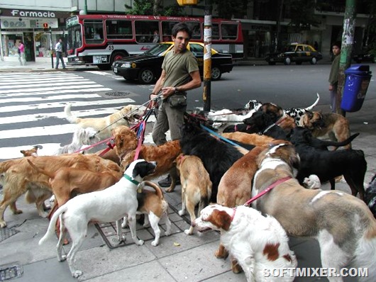 image 08 dog walker image 08 dog walker