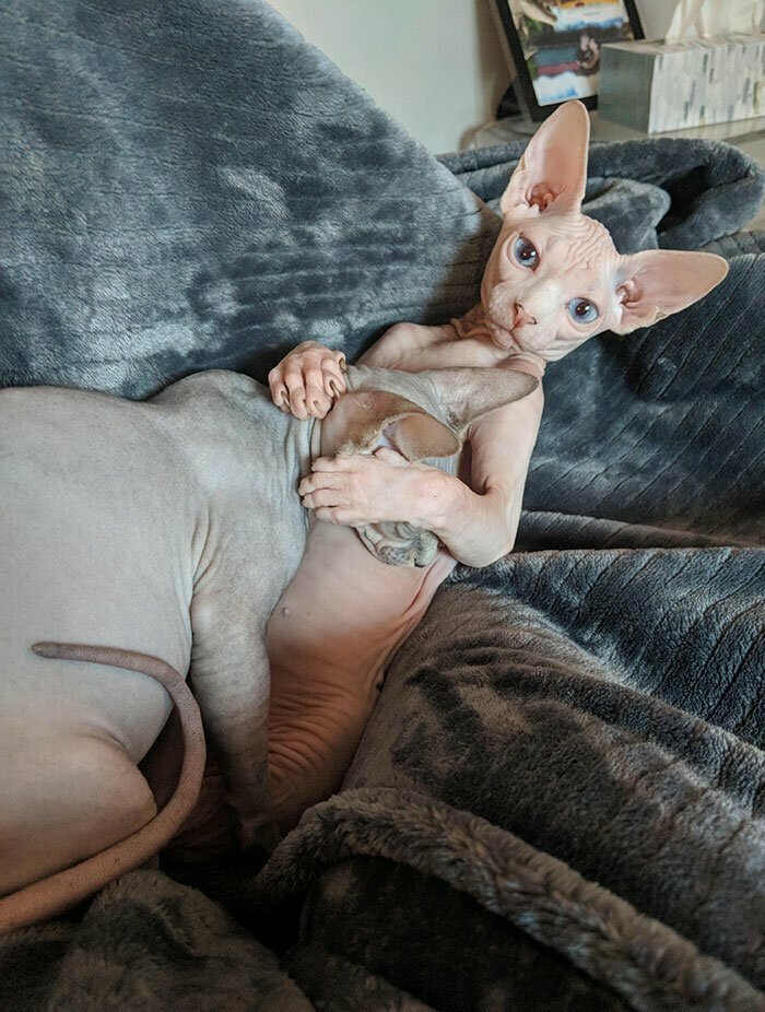 Дружные братья Дружные братья забавно, коты, кошки, милые животные, подборка, сфинкс, сфинксы, фото