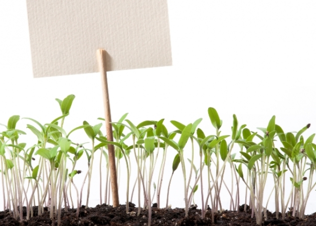 5 способов придержать рассаду в росте