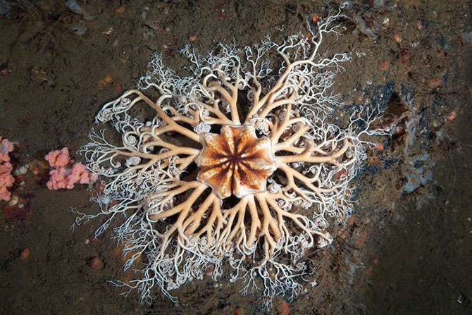 Морские организмы на фотографиях Александра Семёнова
