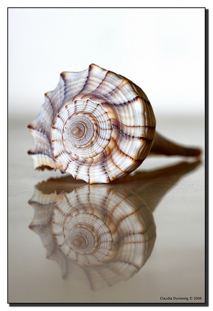 Shell