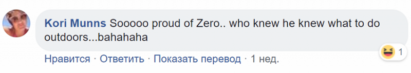 Скромняга пес не растерялся, когда к дому подбежали воры Скромняга пес не растерялся, когда к дому подбежали воры история, история спасения, помощь животным, собака, собаки, спасение животных