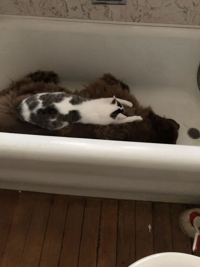 кошачьи забавы кот в ванной