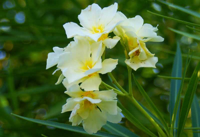 Nerium oleander (odorum or indicum) / олеандра обыкновенного (душистого или индийского) Nerium oleander (odorum or indicum) / олеандр обыкновенный (душистый или индийский)