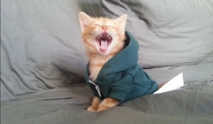 кошка, животные, спасение