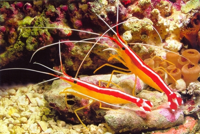 Lysmata_amboinensis.preview