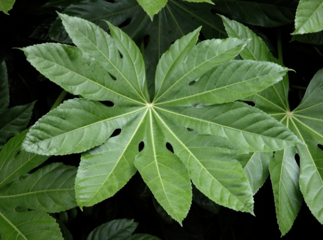 Самые неприхотливые комнатные растения Самые неприхотливые комнатные растения