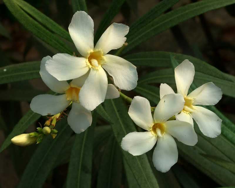 Nerium oleander (odorum or indicum) / олеандра обыкновенного (душистого или индийского) Nerium oleander (odorum or indicum) / олеандр обыкновенный (душистый или индийский)