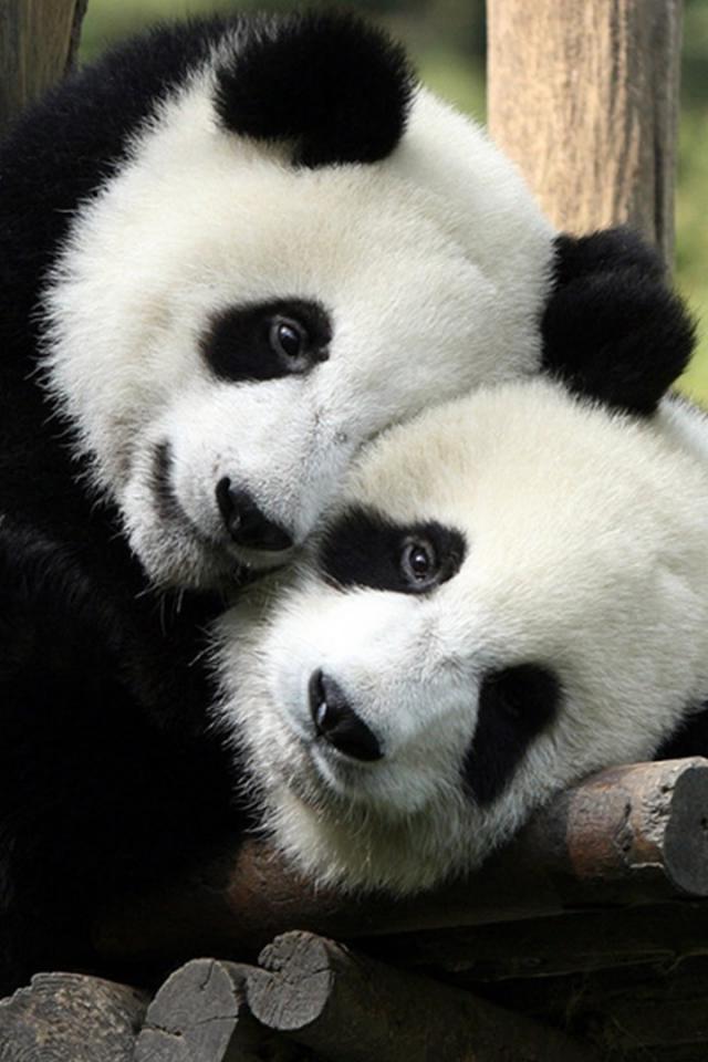 pa-cute-fluffy-animal