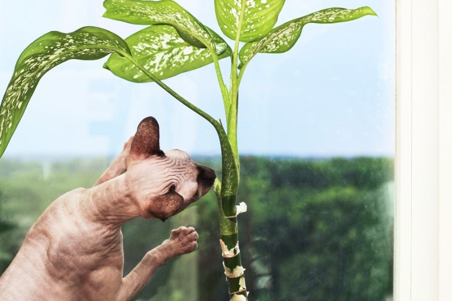 Is Dieffenbachia Poisonous? (To Cats, Dogs, and Humans ...