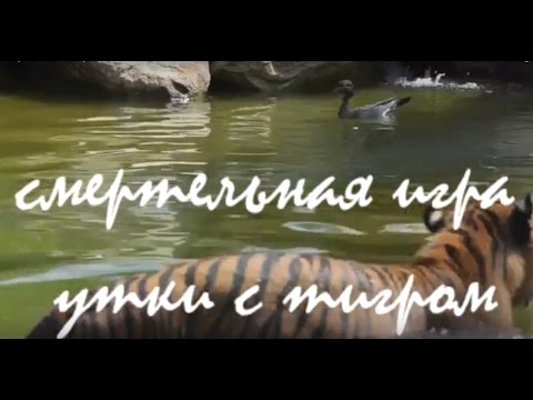 Смертельная игра утки с тигром Смертельная игра утки с тигром