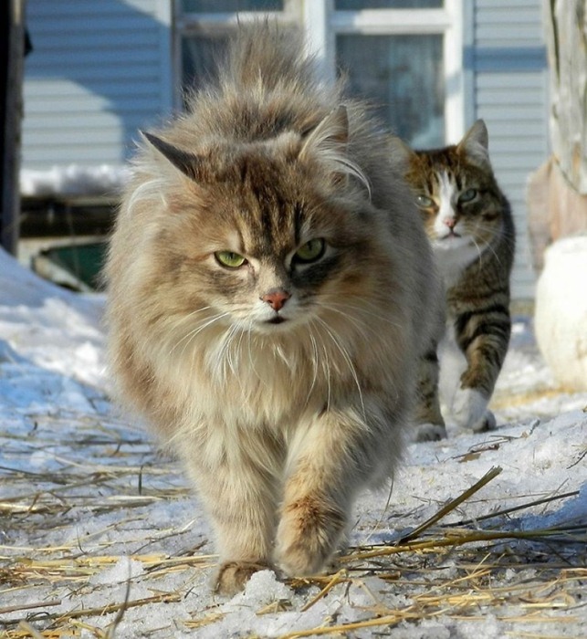 Сибирские коты Аллы Лебедевой. Сибирские коты Аллы Лебедевой.