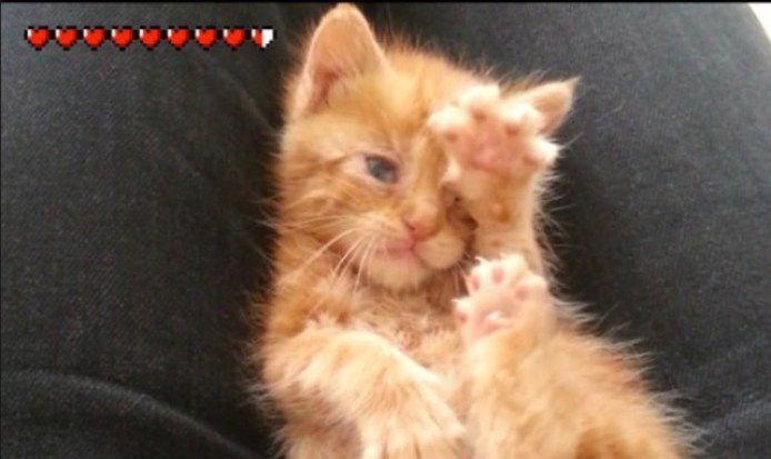 кошка, животные, спасение