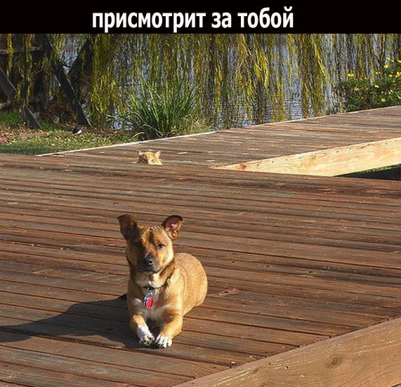 Дружба (18 фото)