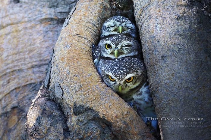 Животные, которые выглядят на фотографиях лучше чем многие знаменитости на обложках модных журналов