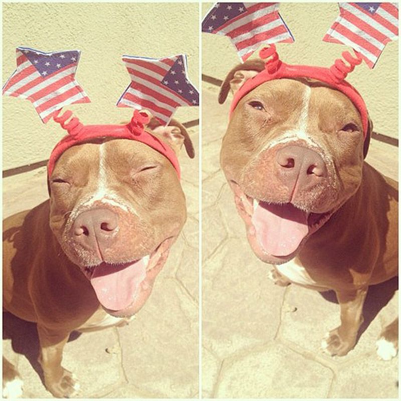 питбули, собаки, стиль